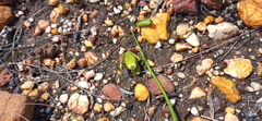 Albuca acuminata