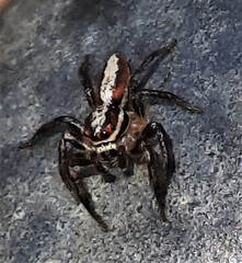 Cytaea alburna