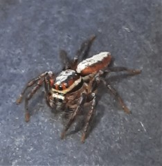 Cytaea alburna