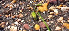 Albuca acuminata