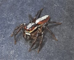 Cytaea alburna