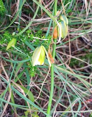 Albuca acuminata