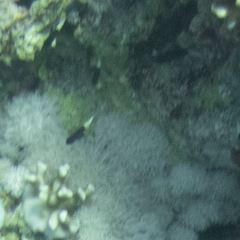 Pycnochromis dimidiatus