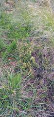 Albuca acuminata