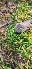 Asparagus volubilis