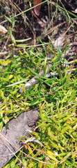 Asparagus volubilis