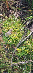Asparagus volubilis