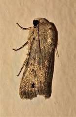 Athetis maculatra