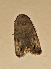 Athetis maculatra