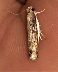 Xylorycta melaleucae
