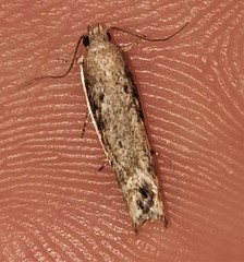 Xylorycta melaleucae