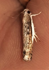 Xylorycta melaleucae