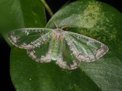 Carriola seminsula