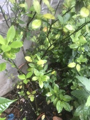 Citrus × microcarpa