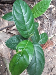 Angiospermae