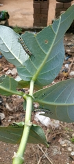 Danaus chrysippus