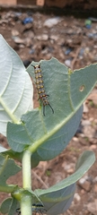 Danaus chrysippus