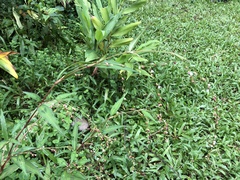Persicaria pubescens