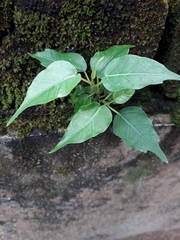 Ficus religiosa