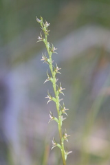 Prasophyllum fitzgeraldii