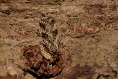 Barea nymphica