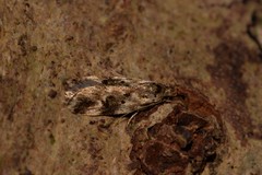 Barea nymphica
