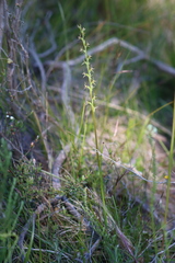 Prasophyllum fitzgeraldii