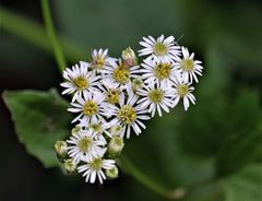 Microglossa mespilifolia