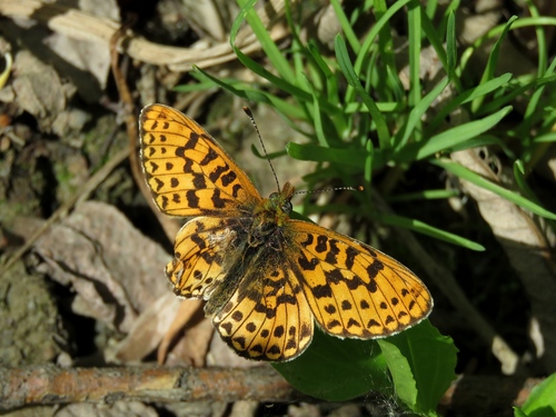 Boloria oscarus