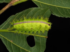 Quasithosea obliquistriga