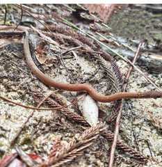 Gongylosoma baliodeira