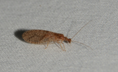 Micromus posticus