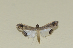 Maruca amboinalis