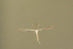 Stenoptilodes taprobanes