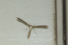 Stenoptilodes taprobanes