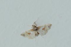 Leucinodes orbonalis