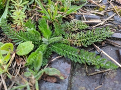 Achillea millefolium