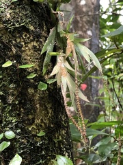 Oberonia arisanensis