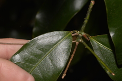 Cinnamomum virens
