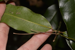 Cinnamomum virens