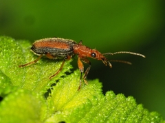 Drypta lineola