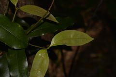 Cinnamomum virens