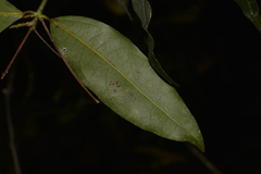 Cinnamomum virens