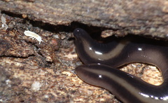 Othelosoma hepaticarum