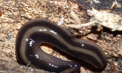 Othelosoma hepaticarum