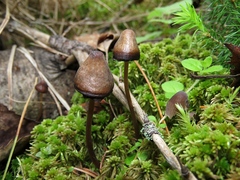 Tephrocybe