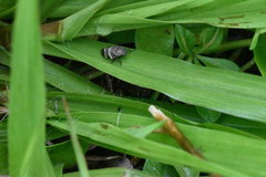 Aeneolamia albofasciata
