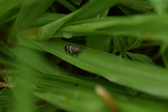 Aeneolamia albofasciata