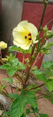 Malvaceae