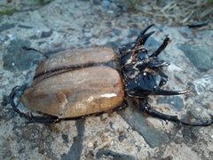 Eupatorus gracilicornis